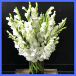 24 mix gladiolus in vase